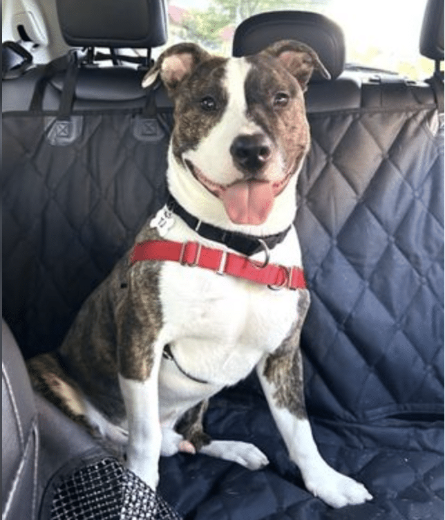 TJj is a brown and white mixed breed, He;s 4 yrs old and medium sized at 52 lbs. He's shown here sitting in the back seat of a car and he has a big smile on his face. He's wearing a red nylon harness.